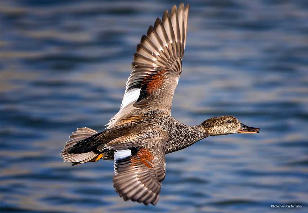 Gadwall Image
